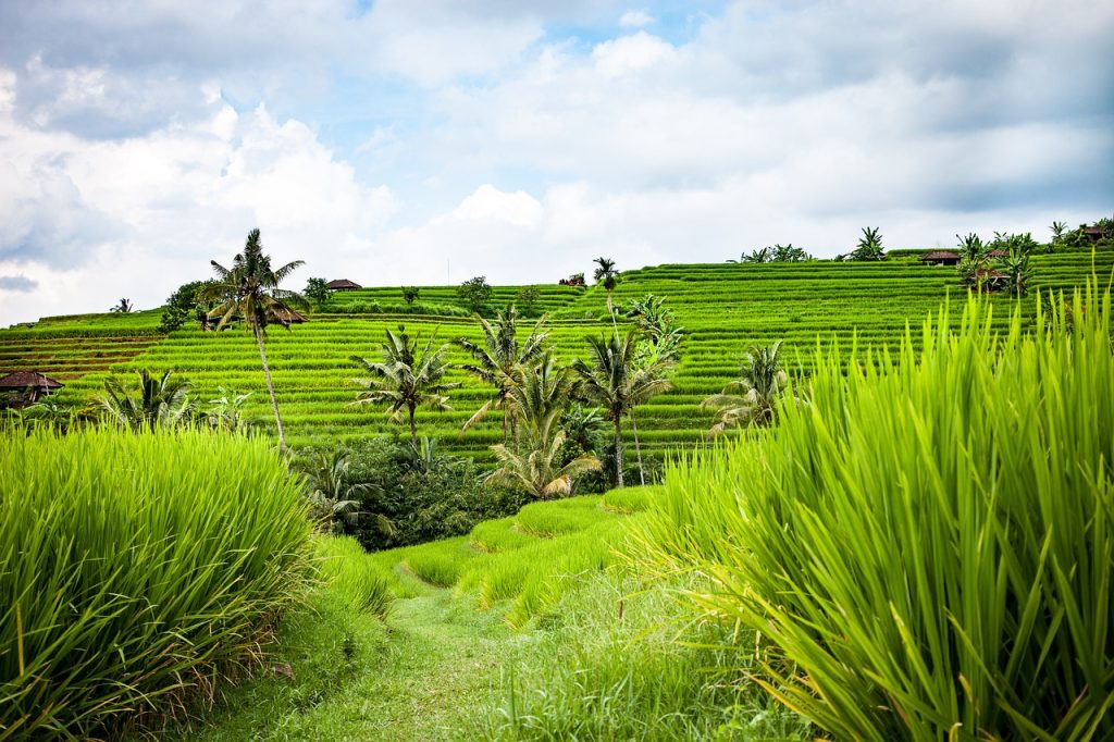 bali, rice terraces, landscape-1514132.jpg